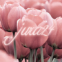 jura24
