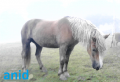 anid