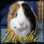 Dandie